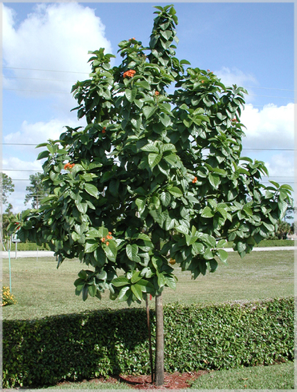 درخت سه پستان Cordya myxa 